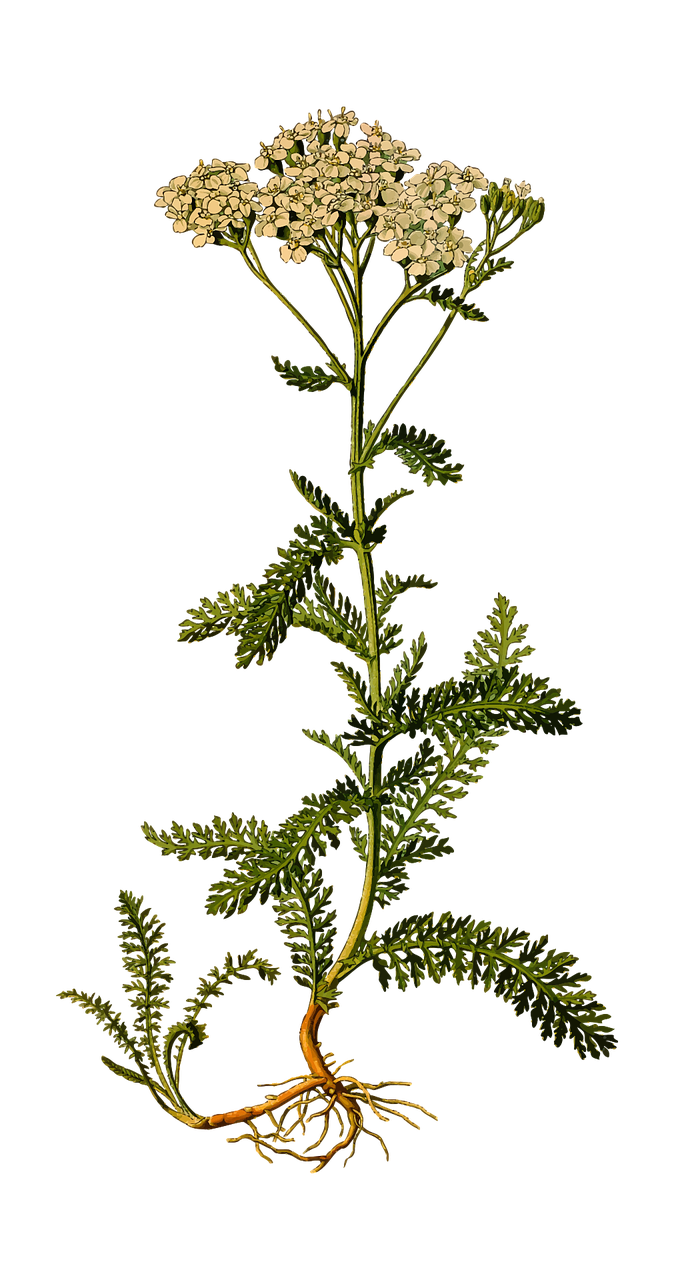 Yarrow A brief guide as a medicinal plant Relax at the Retreat